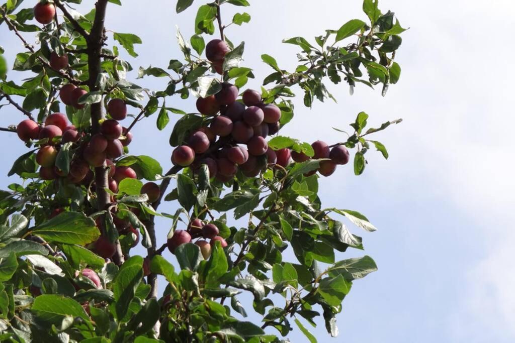 Hoeve Espewey Cottage Hombourg Ngoại thất bức ảnh